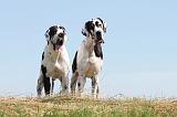 DOGUE ALLEMAND 095